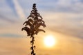 Dry flowers taken against the backdrop of the sun setting Royalty Free Stock Photo
