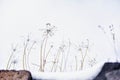 Dry flowers in winter .