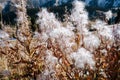 Dry fluffy blooming sally close up. Blurred mountain scenery in background. Royalty Free Stock Photo