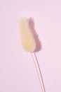 Dry fluffy bunny tails grass on pink background. Lagurus Ovatus flowers poster, Floral card