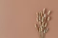Dry fluffy bunny tails Lagurus grass flowers on beige background. Floral minimal home interior design concept
