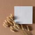 Dry fluffy bunny tails Lagurus grass flowers with empty paper note on beige background. Floral minimal home interior design Royalty Free Stock Photo