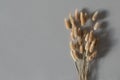Dry fluffy bunny tails Lagurus grass flowers on gray background. Floral minimal home interior design composition