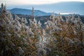 Dry fluffy pampas grass, reeds, stems along lake coast at twilight, blurred mountains on background Royalty Free Stock Photo