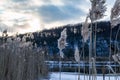 Dry fluffy reed grass on snowy river evening shore