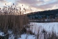 Dry fluffy reed grass on snowy river evening shore