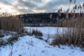 Dry fluffy reed grass on snowy river evening shore