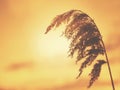 Dry fluffy reed on orange sunset sky