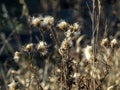 Dry fluffy Thistle seeds illuminated by the sun