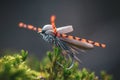 Dry fly for fly fishing close-up Royalty Free Stock Photo