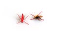 Dry fly fly fishing, closeup on white background Royalty Free Stock Photo