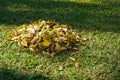 Dry foliage ,city and park territory environment,collected in heaps during cleaning in autumn