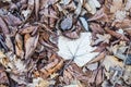 Dry foliage covered by rime