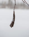 Dry foliage covered with snow and ice