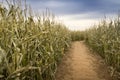 Dry Foot Path Through Late Fall Cornfield With Pastel Colors Royalty Free Stock Photo