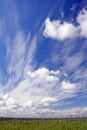 Dry forest and blue sky