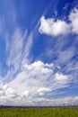 Dry forest. Blue sky and white clouds