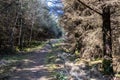 Dry forest at Bonny Glen in County Donegal - Ireland