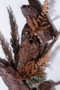 Dry forest materials - brown bark pine, leaf fern, moss, stems grass as organic background on white wooden board, vertical. Royalty Free Stock Photo