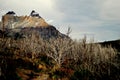 Dry forest in Torres del Paine