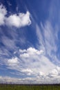 Dry forest und blue sky