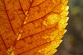 Dry fragmented leaf Royalty Free Stock Photo