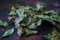 Dry fragrant laurel tree branches along with dried leaves on the table Royalty Free Stock Photo