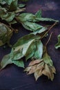 Dry fragrant laurel tree branches along with dried leaves on the table Royalty Free Stock Photo