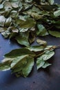 Dry fragrant laurel tree branches along with dried leaves on the table Royalty Free Stock Photo