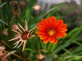 Dry and fresh gazania at garden Royalty Free Stock Photo