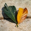 dry and fresh jackfruit leaves