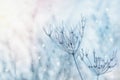 Dry frozen plant, winter nature scenery, winter background Royalty Free Stock Photo