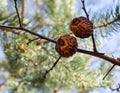 Dry fruits of japanese quince tree Royalty Free Stock Photo