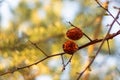 Dry fruits of japanese quince tree Royalty Free Stock Photo