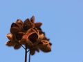 Dry fruits of Lipstick Tree (Bixa orellana)