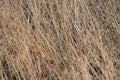 Dry furry panicles of Calamagrostis Ground Calamagrostis epigeios in a meadow with a copy space