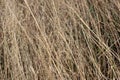 Dry furry panicles of Calamagrostis Ground Calamagrostis epigeios in a meadow with a copy space