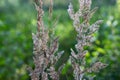 Dry furry panicles of Calamagrostis Ground Calamagrostis epigeios in a meadow with a copy space