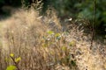 Dry furry panicles of Calamagrostis Ground Calamagrostis epigeios in a meadow with a copy space