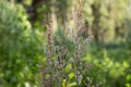 Dry furry panicles of Calamagrostis Ground Calamagrostis epigeios in a meadow with a copy space