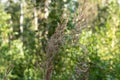 Dry furry panicles of Calamagrostis Ground Calamagrostis epigeios in a meadow with a copy space