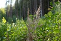 Dry furry panicles of Calamagrostis Ground Calamagrostis epigeios in a meadow with a copy space