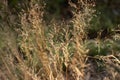 Dry furry panicles of Calamagrostis Ground Calamagrostis epigeios in a meadow with a copy space