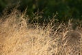 Dry furry panicles of Calamagrostis Ground Calamagrostis epigeios in a meadow with a copy space