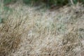 Dry furry panicles of Calamagrostis Ground Calamagrostis epigeios in a meadow with a copy space