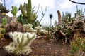 Dry garden Cylindropuntia rosea in Madeira in summer Royalty Free Stock Photo