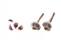 Dry garlic bulbs with separated garlic cloves on white background with copy space Royalty Free Stock Photo