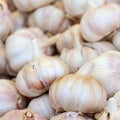 Dry garlic grouped in a pile square