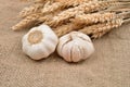Dry garlic on jute background, with bunch of wheat behind them.