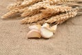 Dry garlic on jute background, with bunch of wheat behind them.